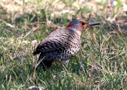 542 - NORTHERN FLICKER (3-24-2017) yellow shafted form, patagonia lake, santa cruz co, az -02