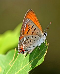 COPPER, TAILED (Lycaena arota) (7-3-2017) devil's canyon, san juan co, ut -03 photo