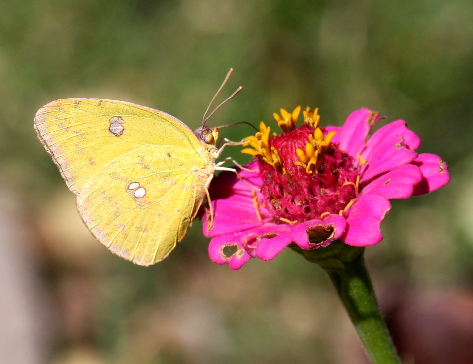 SULPHUR, CLOUDLESS (Phoebis sennae) (10-27-12) sante fe ranch, n-e- of nogales, scc, az -01