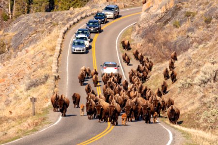 A group of bison walk along the road towards Lamar Valley with cars following behind them photo
