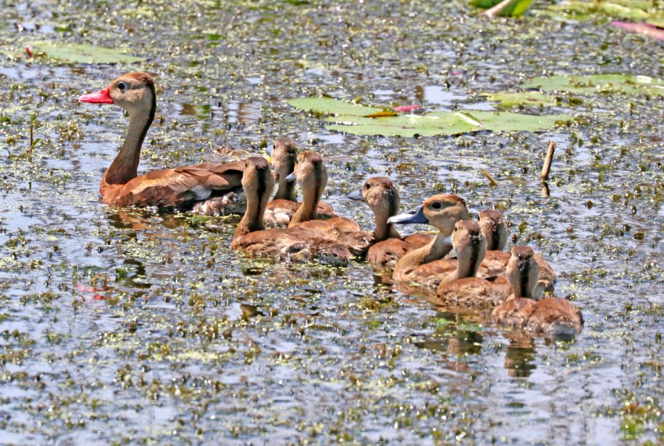 003 - BLACK-BELLIED WHISTLING-DUCK  (8-30-2016) anahuac nwr, chambers co, tx -01