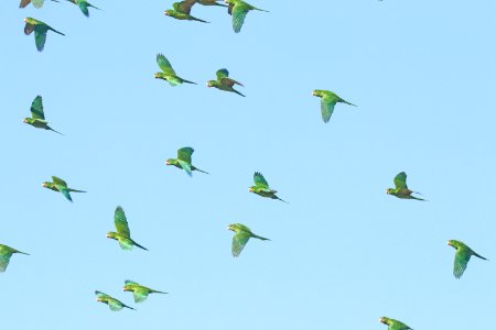 561 - GREEN PARAKEET (10-28-2020) americana r v park, mission, hidalgo co, tx -46