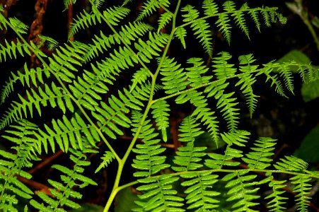 FERN, BRACKEN (pteridium aquelinum) (4-3-08) coon creek -1