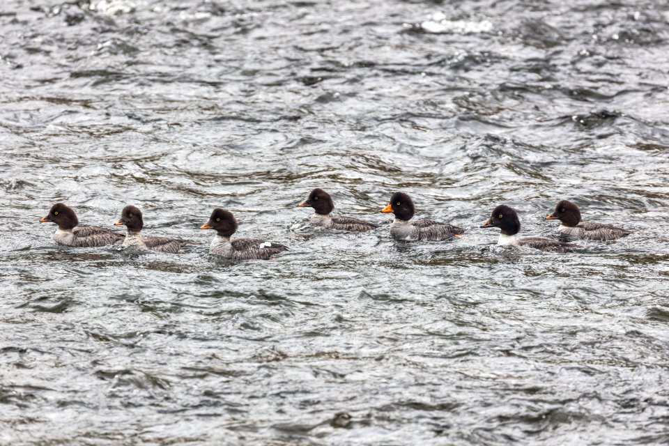 Female common goldeneyes