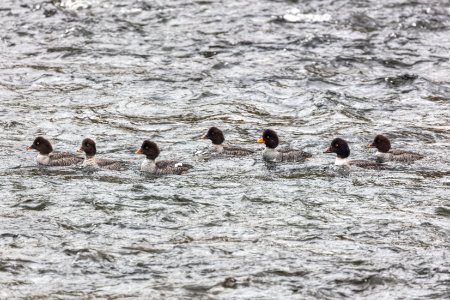 Female common goldeneyes photo