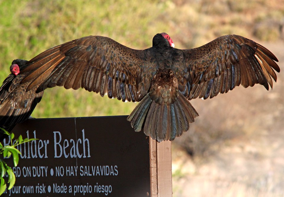 203 - TURKEY VULTURE (4-6-11) patagonia lake state park, scc, az  (3)