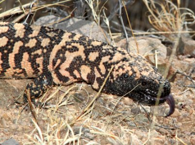 RETICULATE GILA MONSTER (Heloderma suspectum) (5-17-11) patagonia lake, scc, az -03