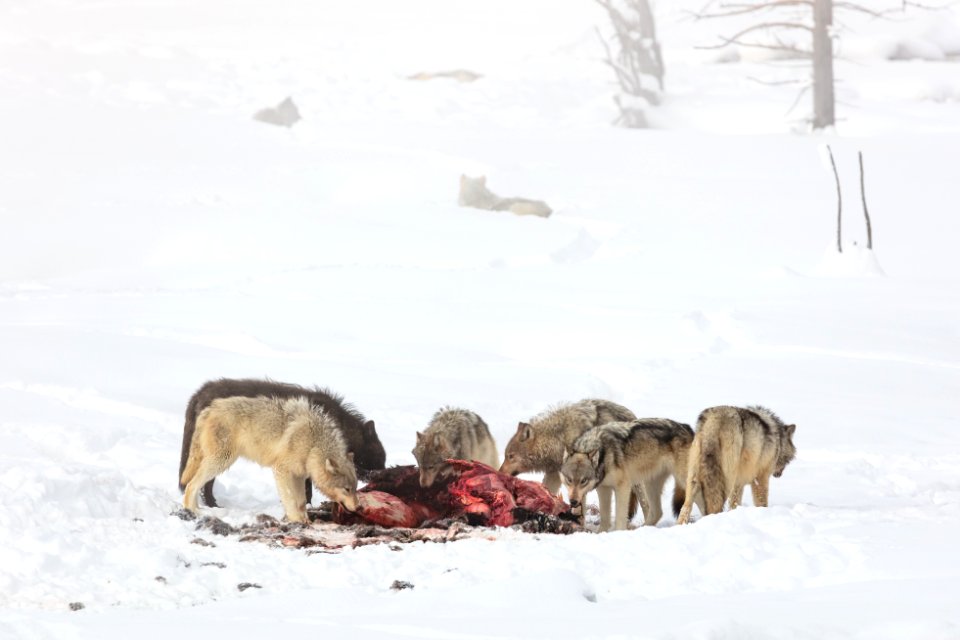 Wapiti Lake Pack on a bison kill