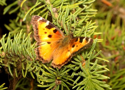 TORTOISESHELL, CALIFORNIA (Nymphalis californica) (6-25-2018) grant co, or -01