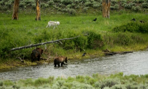 Grizzly Bears and Wolf photo