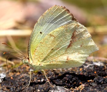 YELLOW, MEXICAN (Eurema mexicana) (7-27-12) harshaw road culverts, scc, az-01