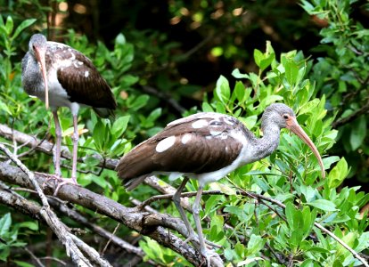 197 - WHITE IBIS (1-3-2020) marathon key, florida -06