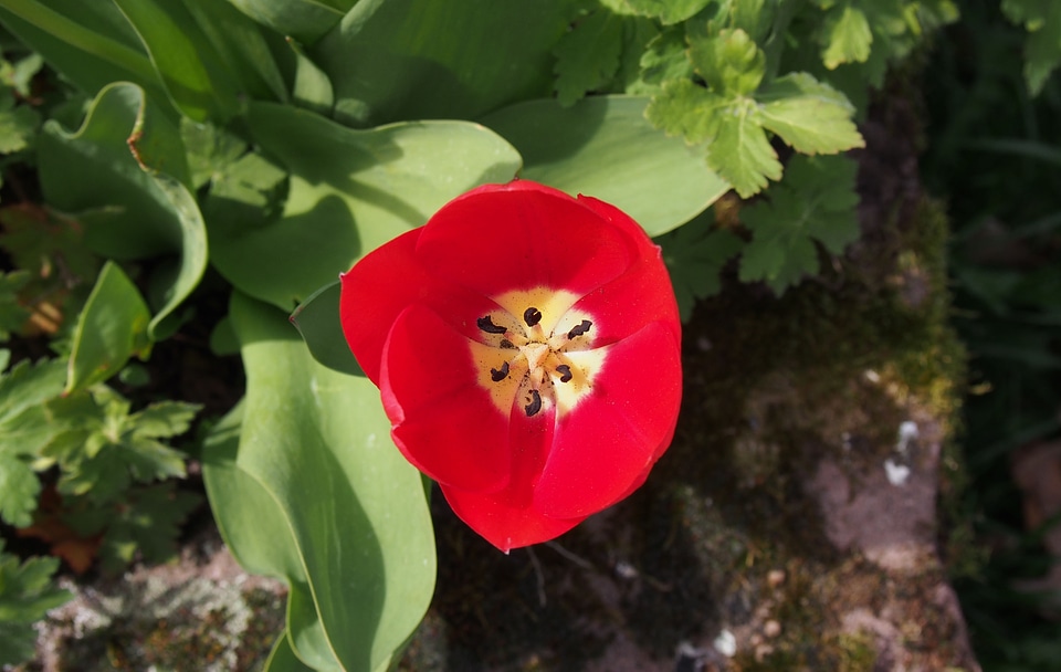 Spring red bright