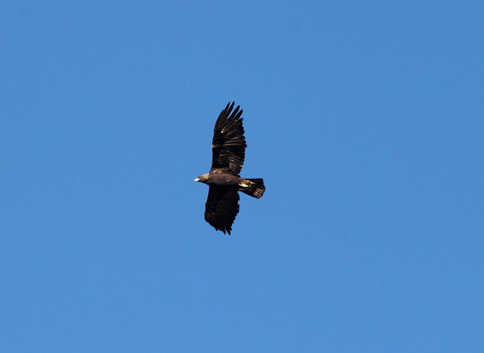 EAGLE, GOLDEN (11-3-10) adult, west end, patagonia lake, scc.az -03