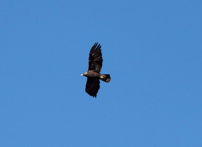 EAGLE, GOLDEN (11-3-10) adult, west end, patagonia lake, scc.az -03