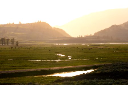 Bison grazing in Lamar Valley at sunset photo