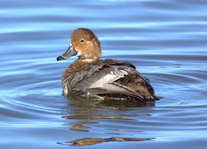 041 - REDHEAD bosque del apache, nm (4)