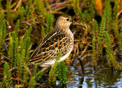320 - PECTORAL SANDPIPER (9-7-08) gambell, ak - (5)