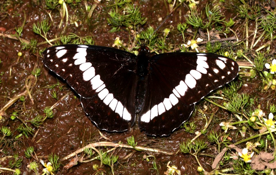 ADMIRAL, WEIDEMEYER'S (limenitis weidemeyerii) (6-20-2020) rte 117 about 6..6 miles south of Rte 60, apache co, az -02