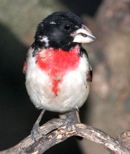919 - ROSE-BREASTED GROSBEAK (6-1-09) sub-adult male, canet rd, slo co, ca (2)