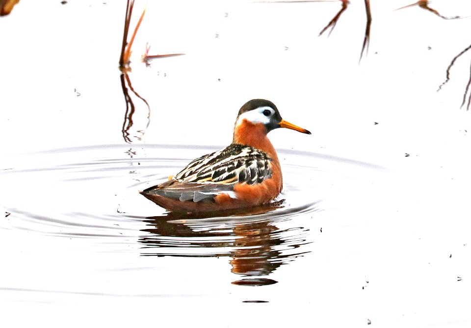 342 - RED PHALAROPE (6-15-2016) barrow, alaska -06