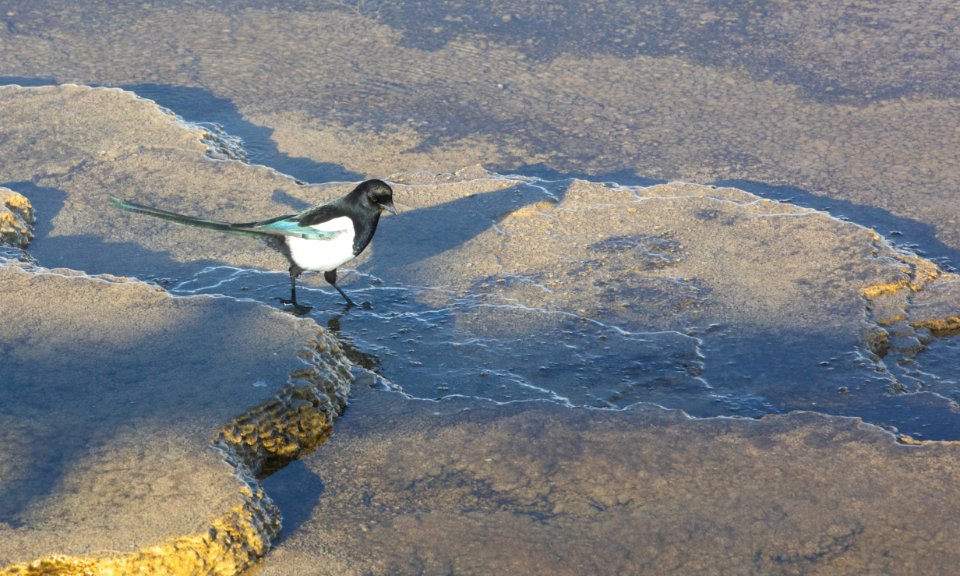 Black-billed magpie feeding in thermal runoff at Mound Terrace