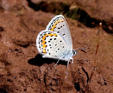 BLUE, MELISSA (Plebejus melissa) (6-18-2020) 7900 ft, hall's tank #3, greene's mt area, apache co, az -05
