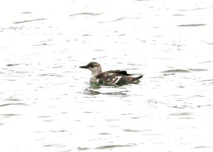 404 - BLACK GUILLEMOT (9-18-2018) stonington, hancock co, me -01