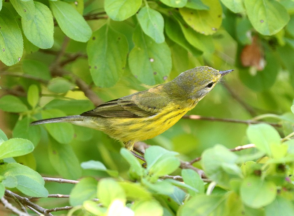 837 - PRAIRIE WARBLER (1-3-2020) key west, florida -02