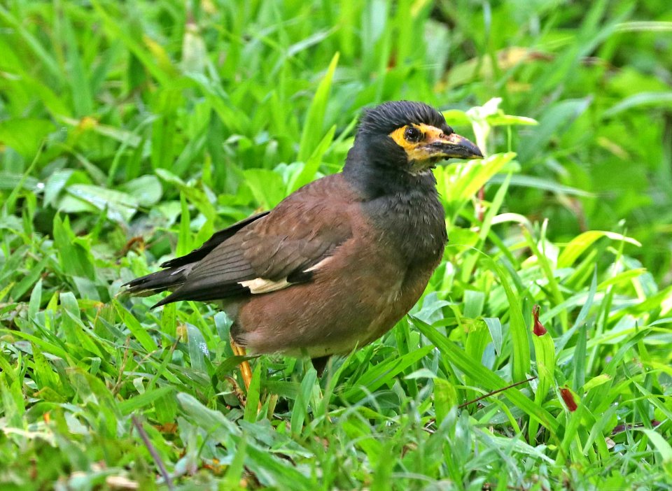 COMMON MYNA (4-30-2018) Kuilau Ridge Trail, kauai co, hawaii -01