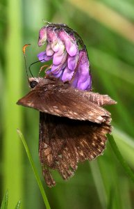 DUSKYWING, JUVENAL'S (Erynnis juvenalis) (6-11-2015) pepperell, middlesex co, ma -02