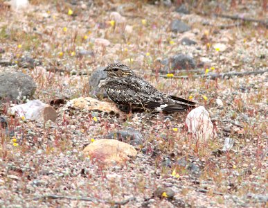 472 - LESSER NIGHTHAWK (4-22-10) porno wash, carrizo plain nat monslo co, ca (3)