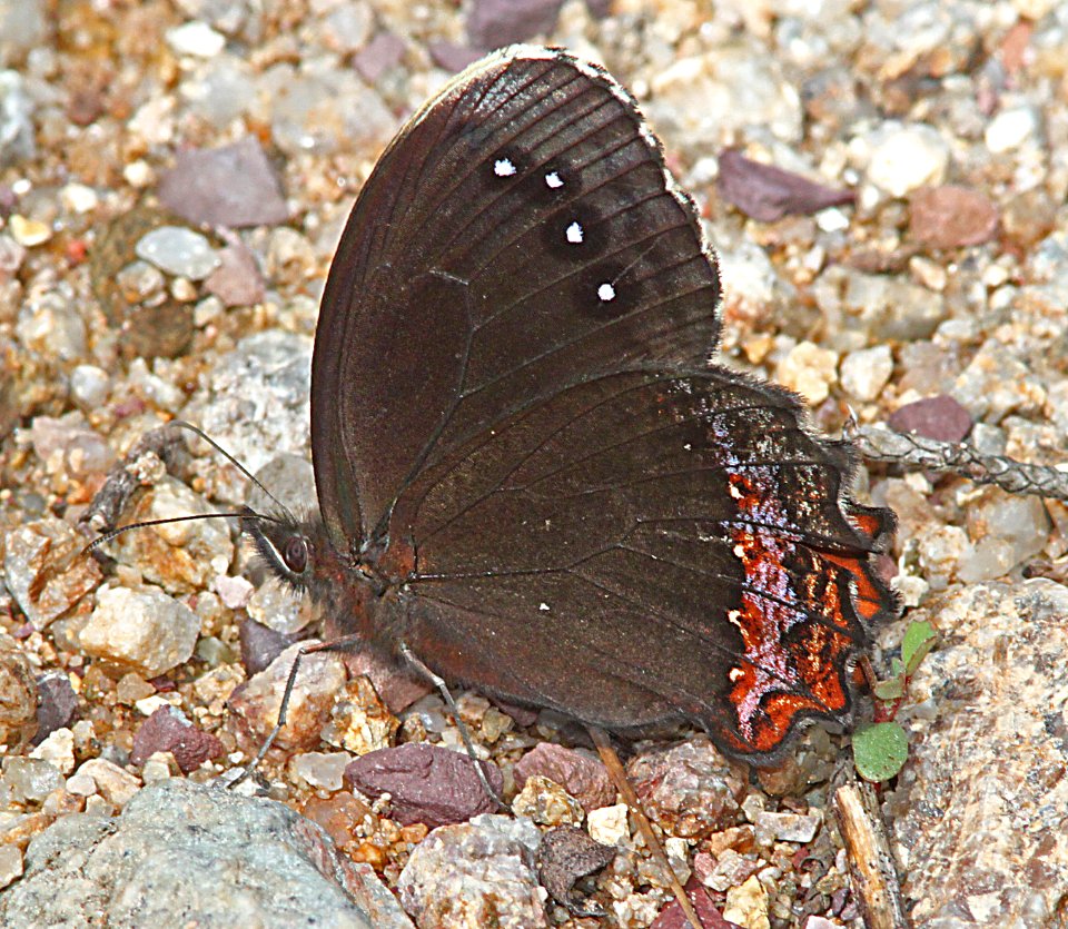 SATYR, RED-BORDERED (Gyrocheilus patrobas) (8-30-10) garden cyn, huachuca mts, az -02