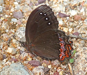 SATYR, RED-BORDERED (Gyrocheilus patrobas) (8-30-10) garden cyn, huachuca mts, az -02