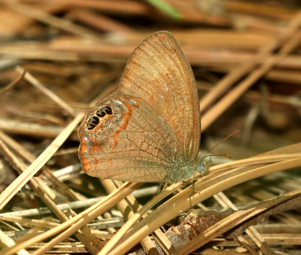 SATYR, NABOKOV'S (Cyllopsis pyracmon) (9-19-2019) garden canyon, ft huachuca, huachuca mts, cochise co, az -01