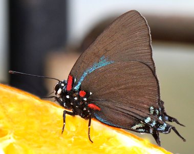 HAIRSTREAK, GREAT PURPLE (Atlides halesus) (9-2-12) 78 circulo montana, patagonia lake ranch estates, scc, az -06