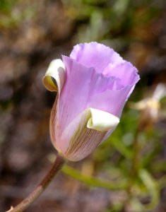 MARIPOSA(calochortus splendens) (6-4-08) carrizo, caliente ridge, carrizo plain nat monument, san luis obispo, ca -04