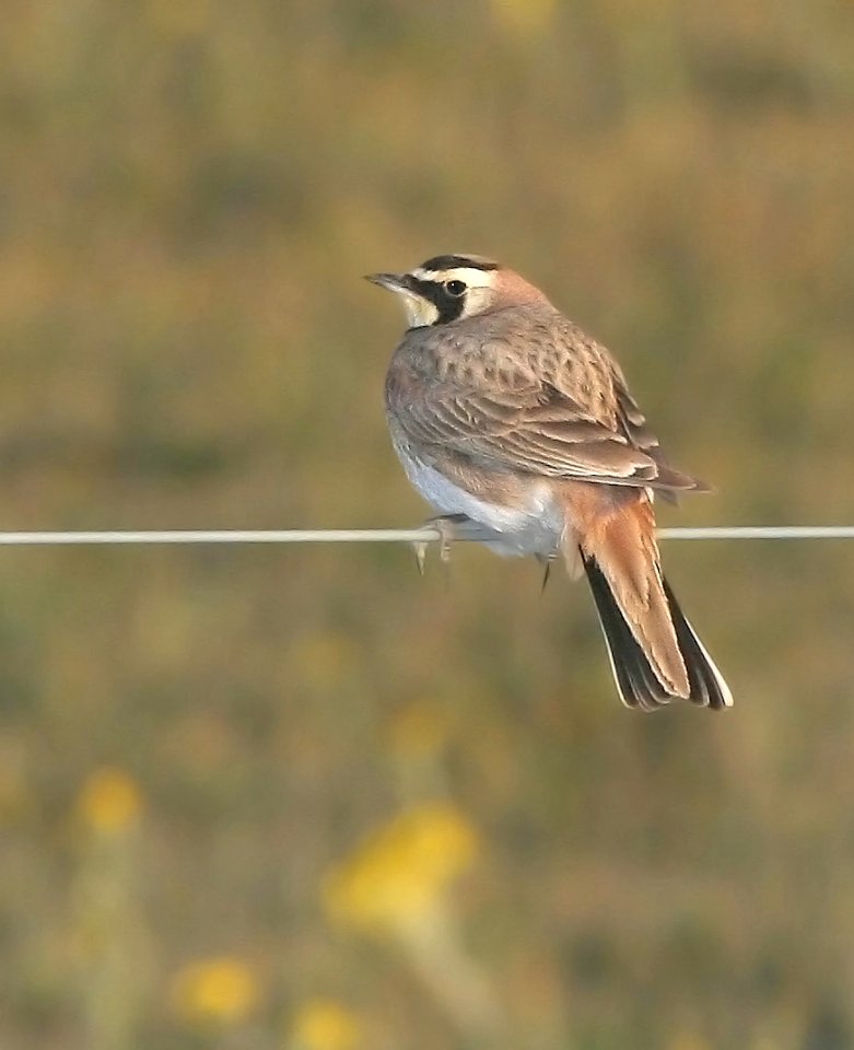 655 - HORNED LARK (4-1-09) carrizo plain, slo co, ca (2)