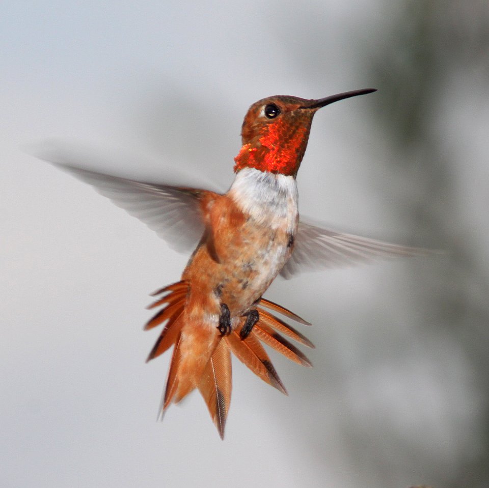 HUMMINGBIRD, ALLEN'S (7-25-11) 78 circulo montana, patagonia lake ranch estates, scc, az -02