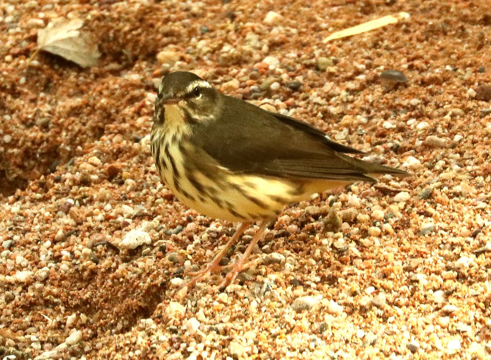 LOUISIANA WATERTHRUSH (9-10-2019) marker 6-7, san pedro river at san pedro house, cochise co, az -02 (2)
