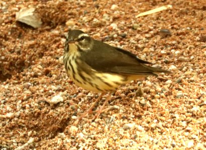 LOUISIANA WATERTHRUSH (9-10-2019) marker 6-7, san pedro river at san pedro house, cochise co, az -02 (2)