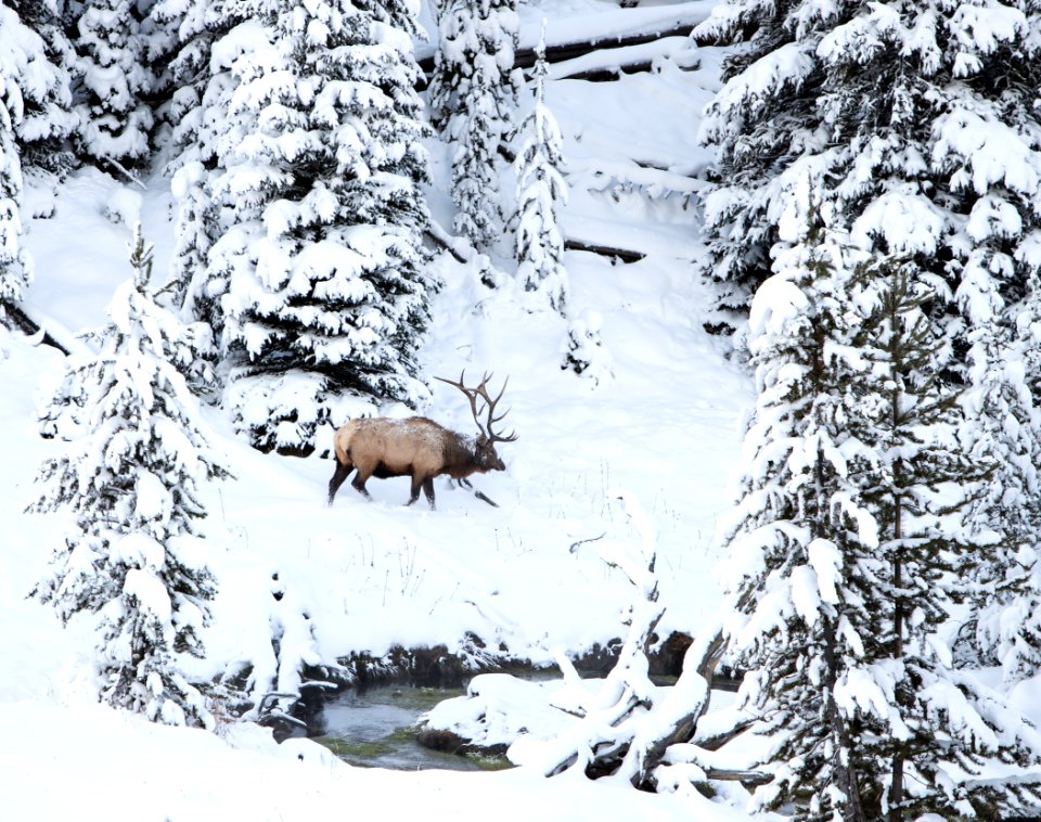 Bull elk by Obsidian Creek in snow