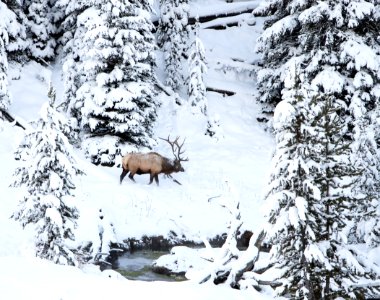Bull elk by Obsidian Creek in snow