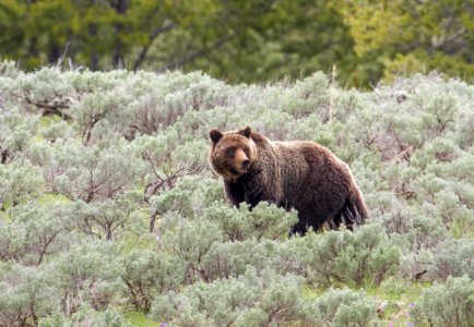 Grizzly sow