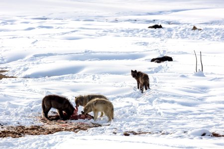Wapiti Lake pack on a bison kill (2)
