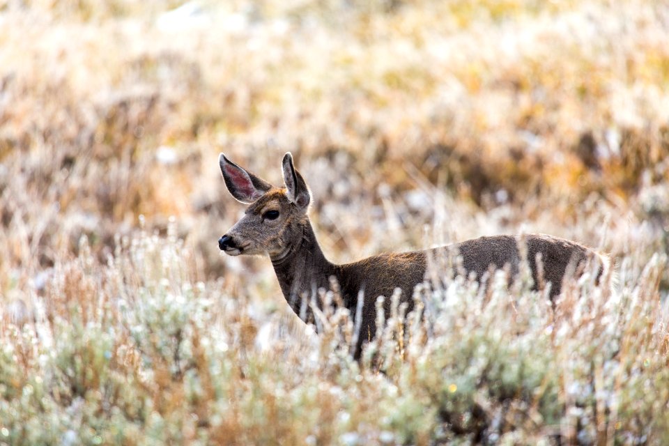 Mule deer, Mammoth Hot Springs