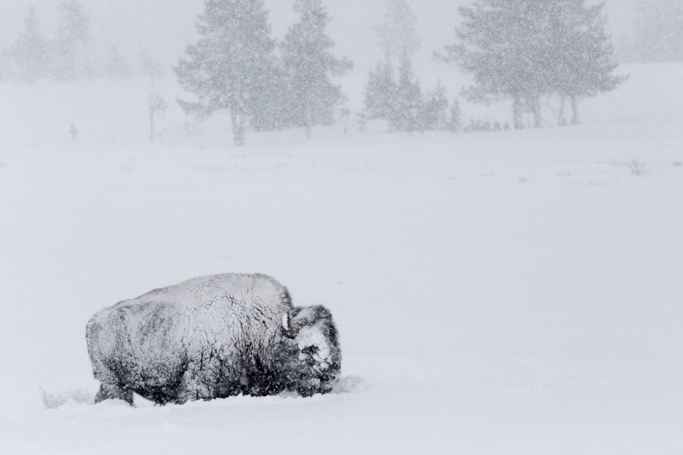 Bison