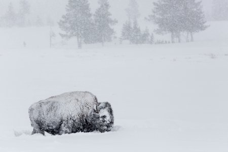 Bison