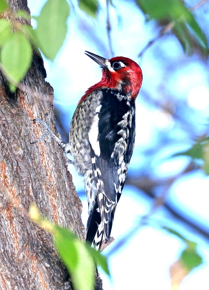 531 - RED-BREASTED SAPSUCKER (11-11-2017) 0.2 miles west of paton's on blue haven road, patagonia, santa cruz co, az -02