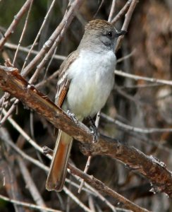 591 - ASH-THROATED FLYCATCHER (3-22-11) patagonia lake, scc, az -01